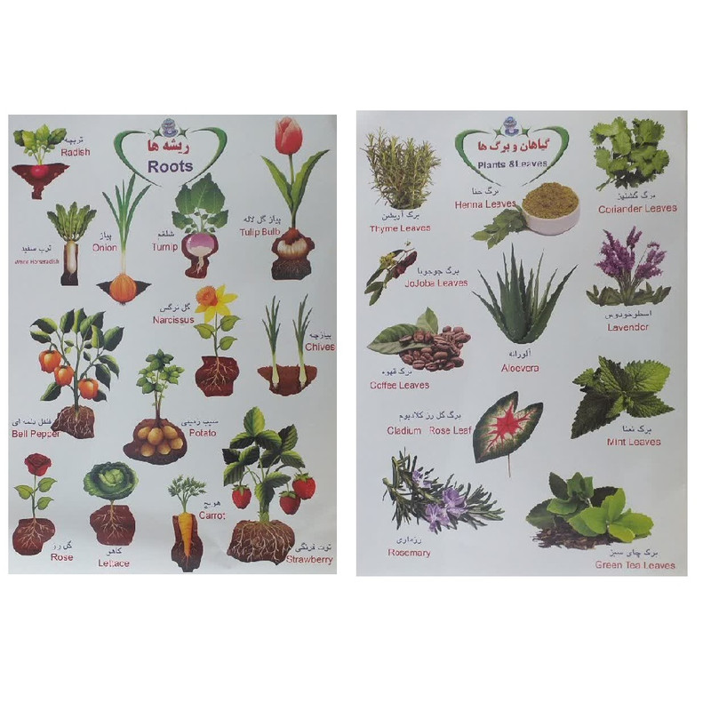 برچسب مدل گیاهان و ریشه و برگ بسته 2 عددی