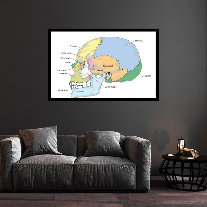 تابلو بکلیت طرح آناتومی بدن انسان جمجمه مدل B-bu1687