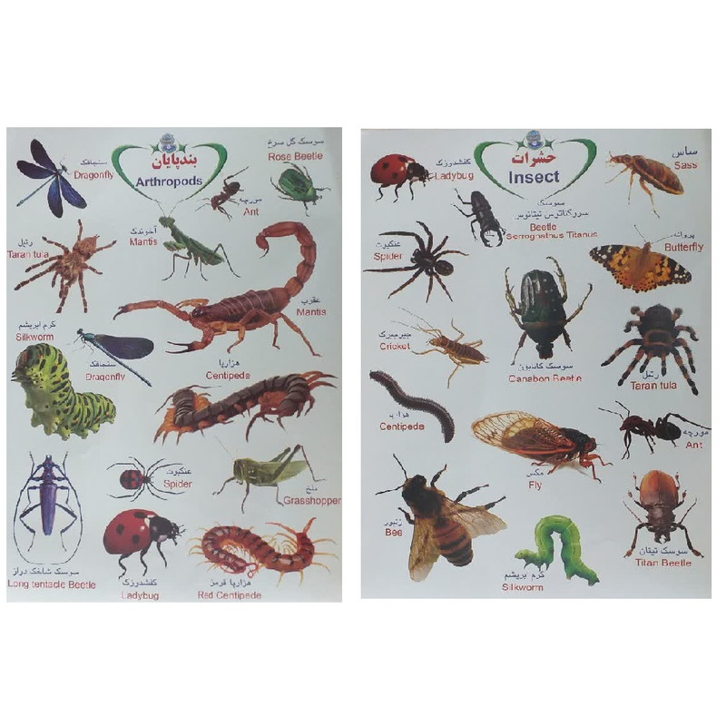 برچسب مدل بندپایان و حشرات بسته 2 عددی