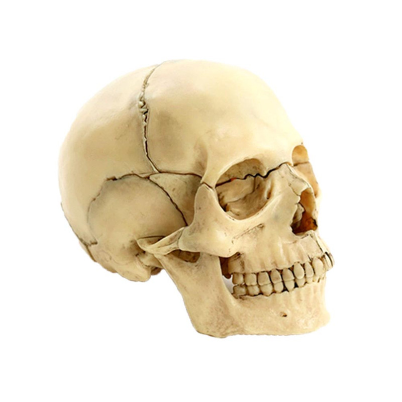 بازی آموزشی مدل مولاژ جمجمه انسان کد A014
