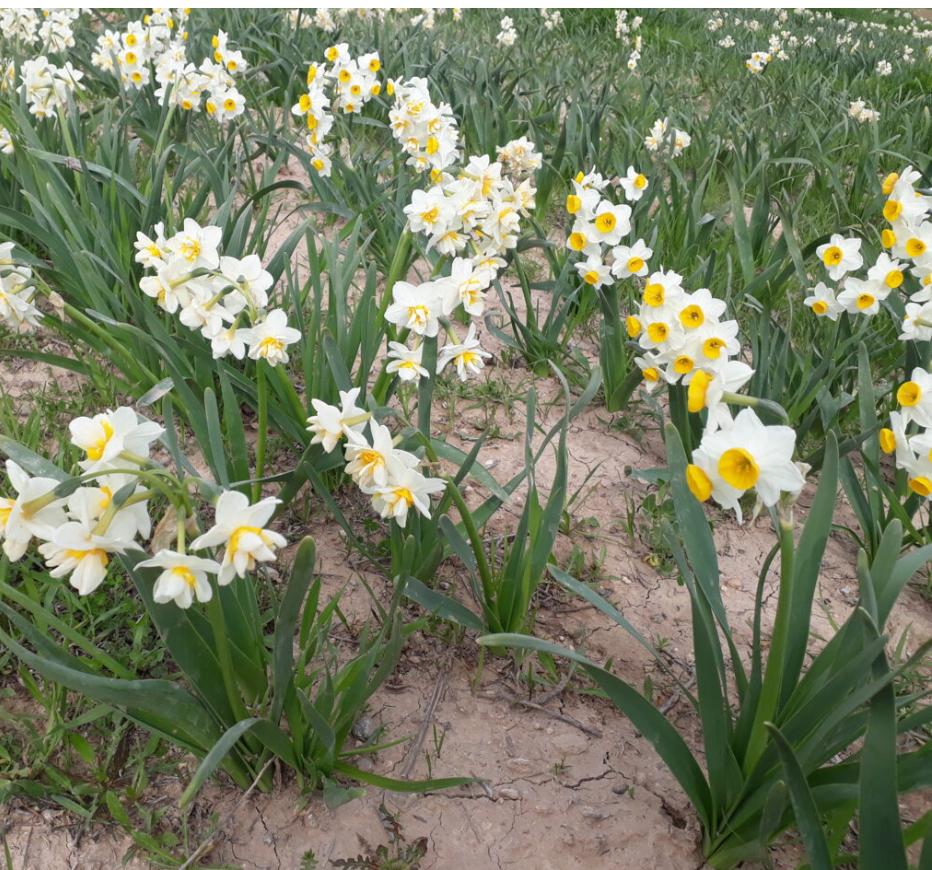 پیاز نرگس درهم شامل ،پیازهای  متوسط و کوچک