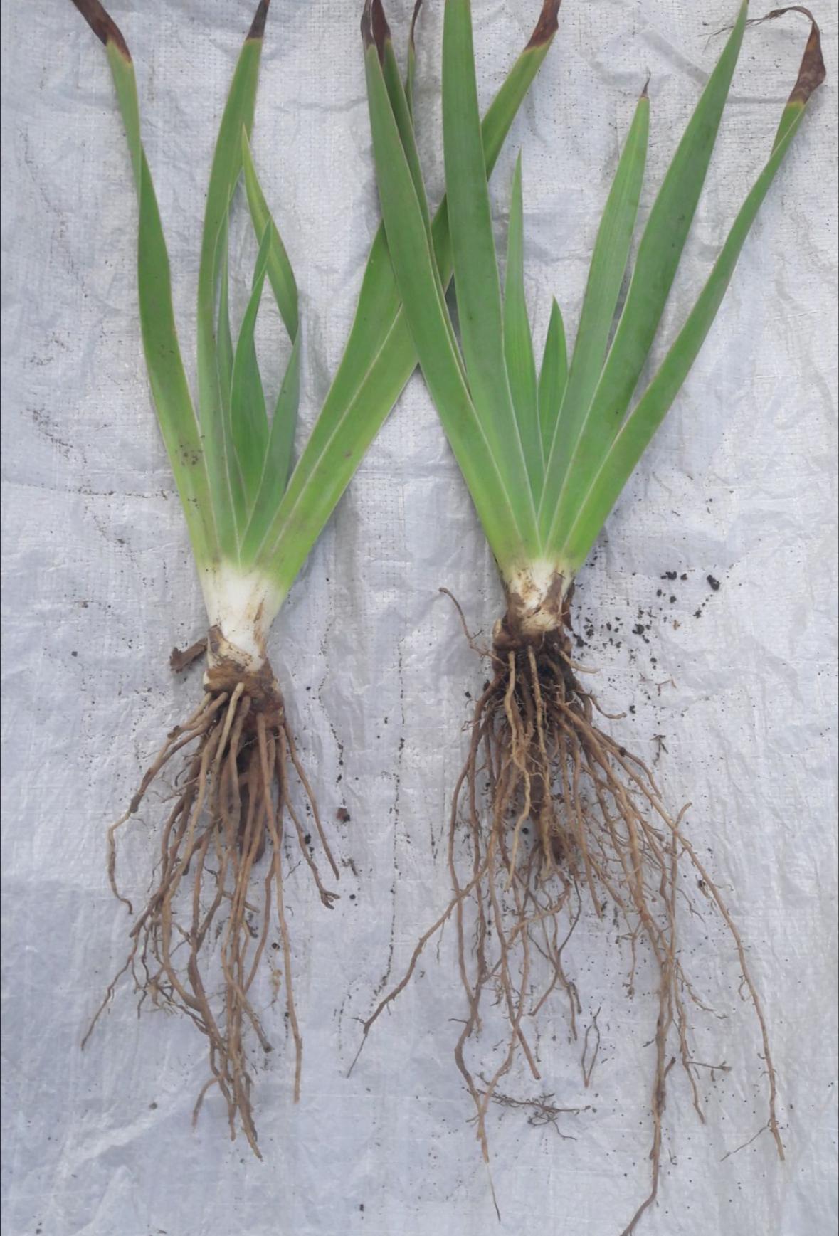 ریزوم زنبق بنفش بالغ