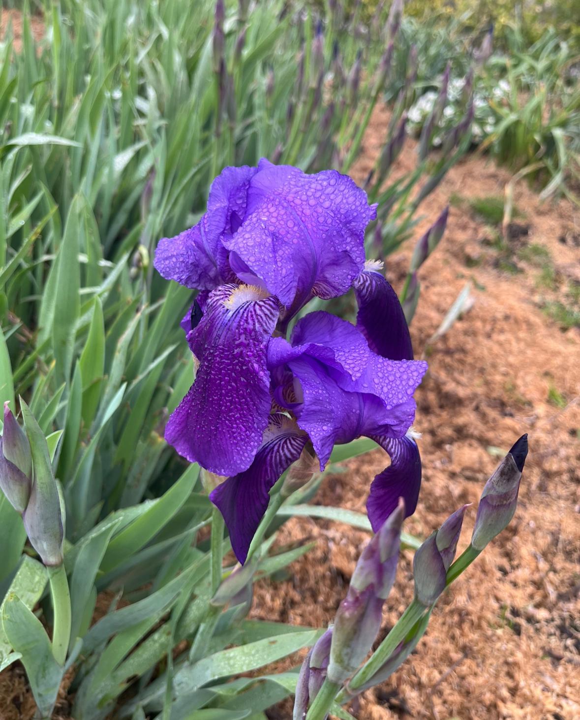 ریزوم زنبق بنفش درهم (متوسط و کوچک)