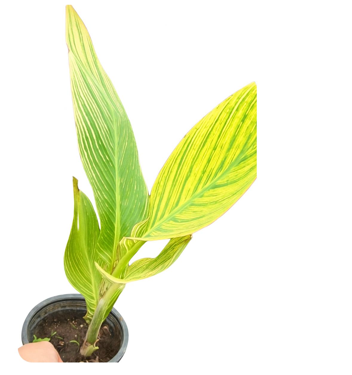 ریزوم اختر ابلق