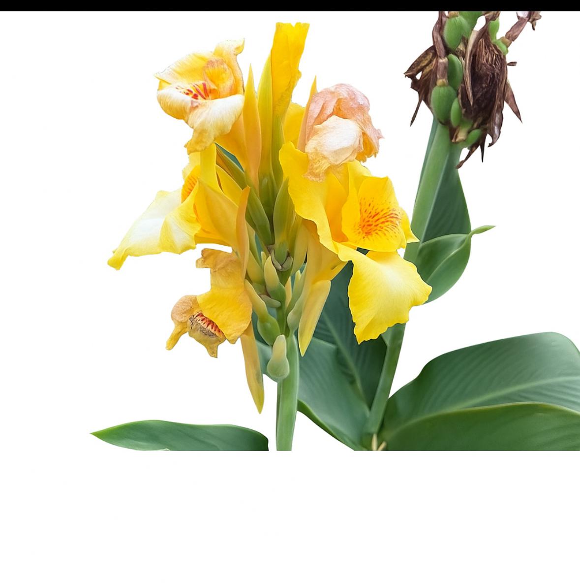 ریزوم اختر هلندی (پا کوتاه)