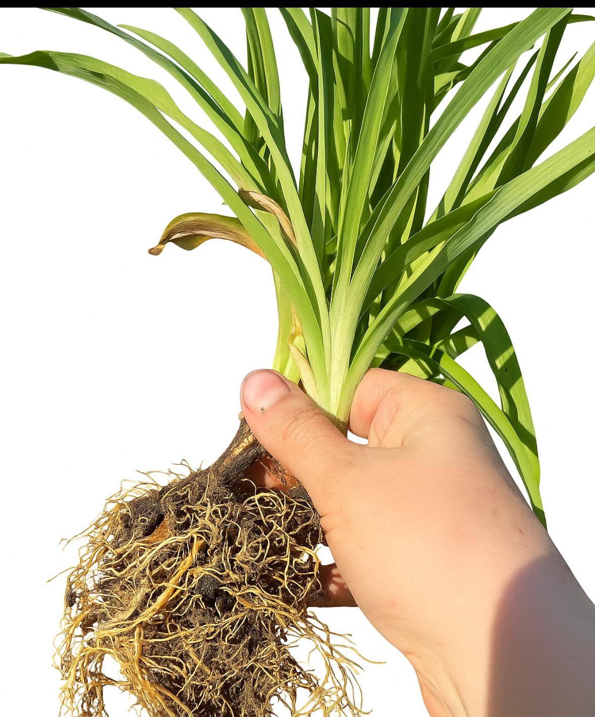 پیاز زنبق رشتی بالغ