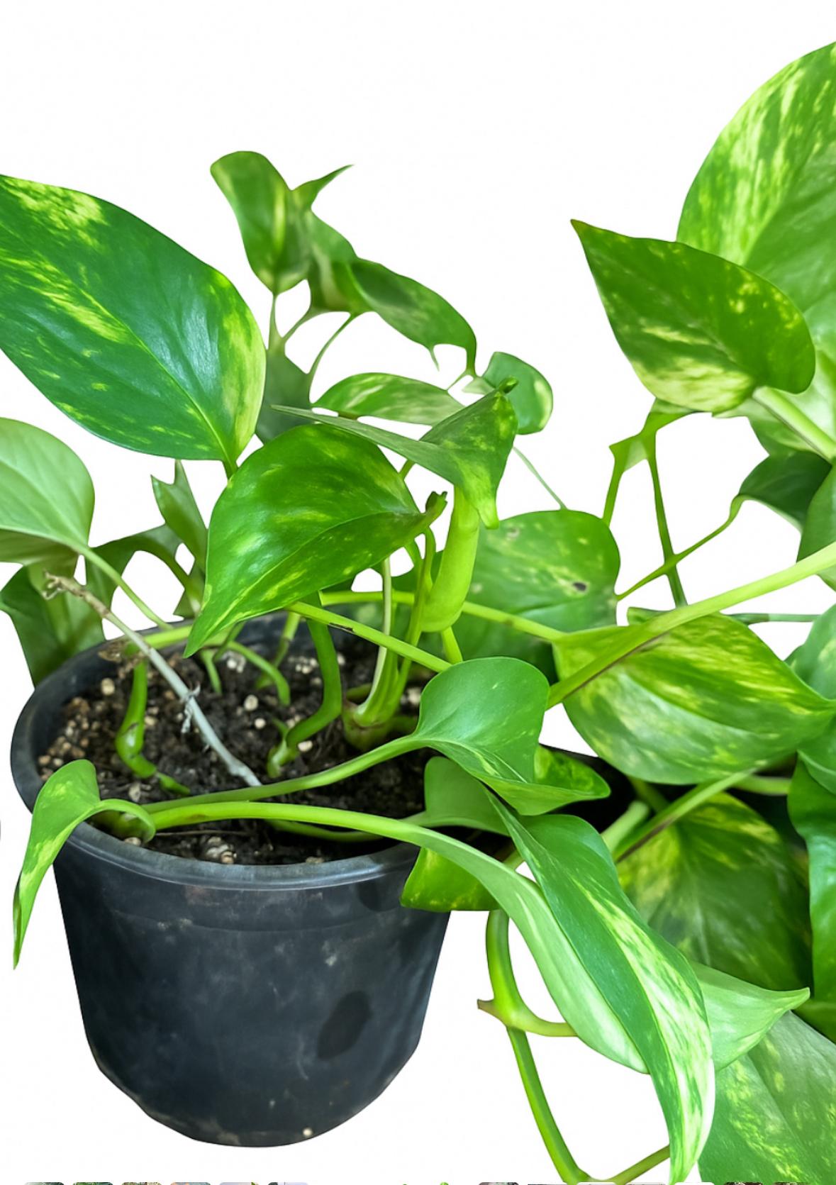 گلدان پتوس ابلق سایز  ۱۰