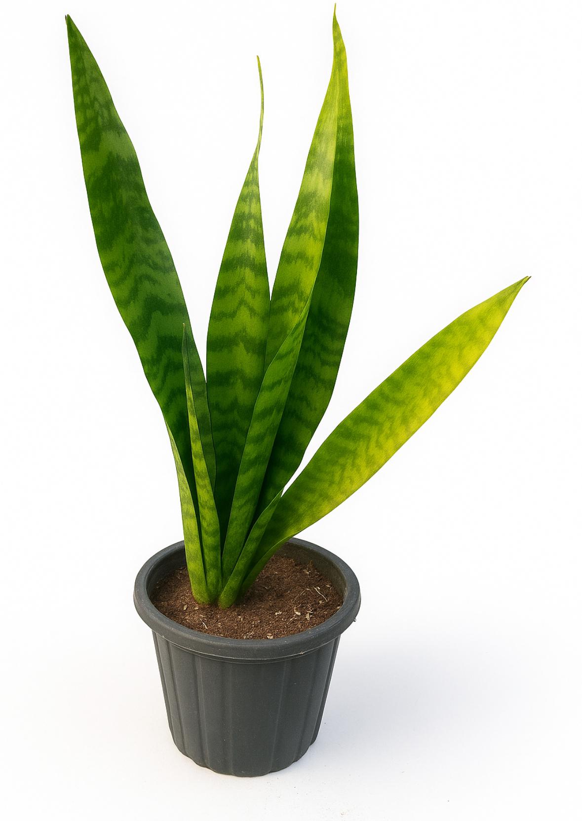 سانسوریا پوست ماری ۴-۶ برگ ارتفاع ۶۰-80ریشه لخت