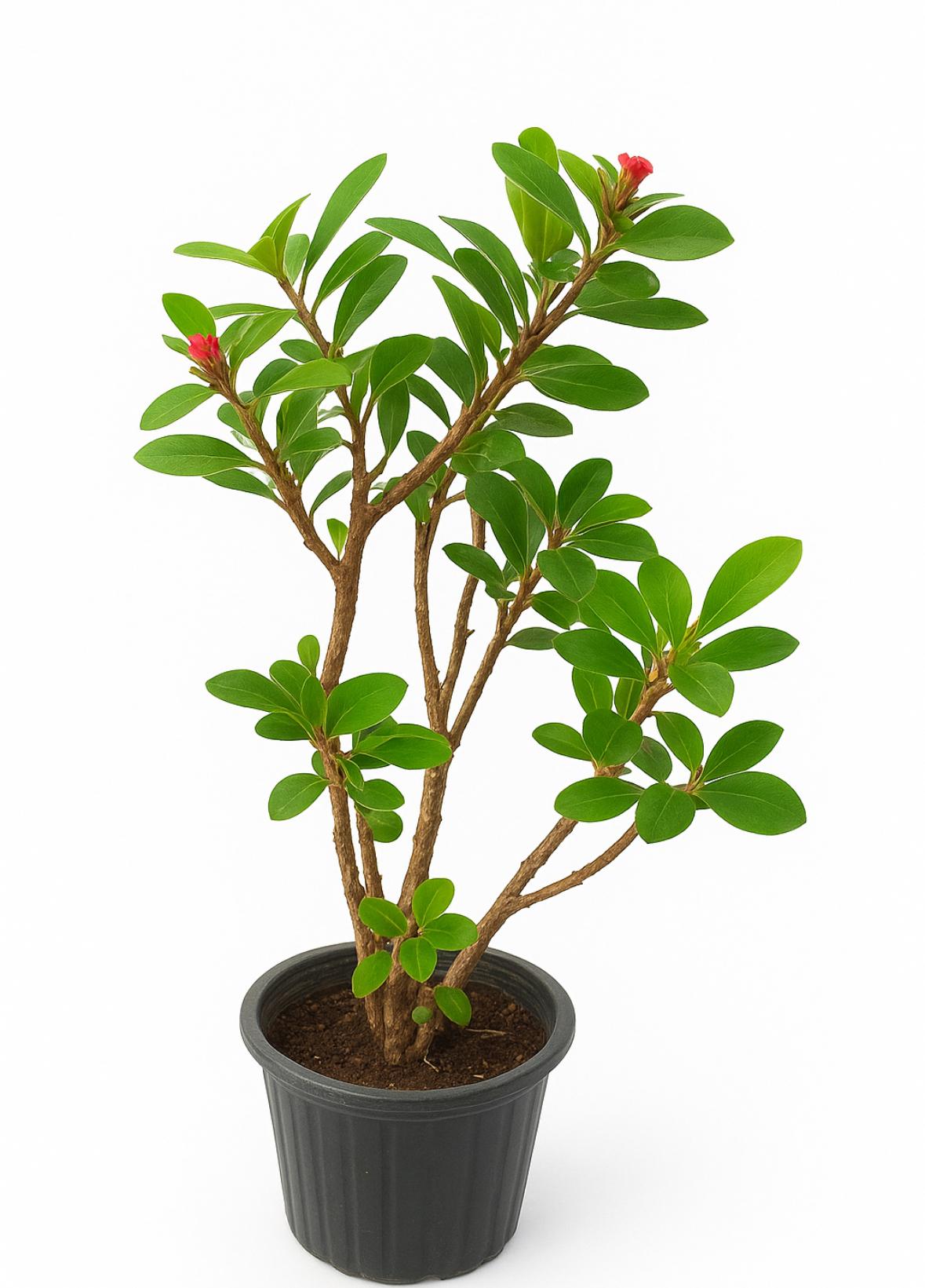 گلدان گل مرجان سایز ۱۴