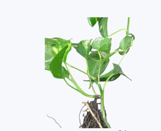 پتوس ابلق ریشه لخت