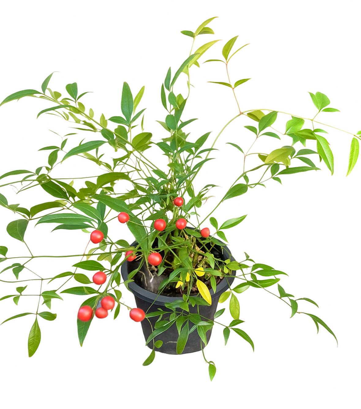 گلدان ناندانیا یا بامبوی مقدس سایز ۱۴