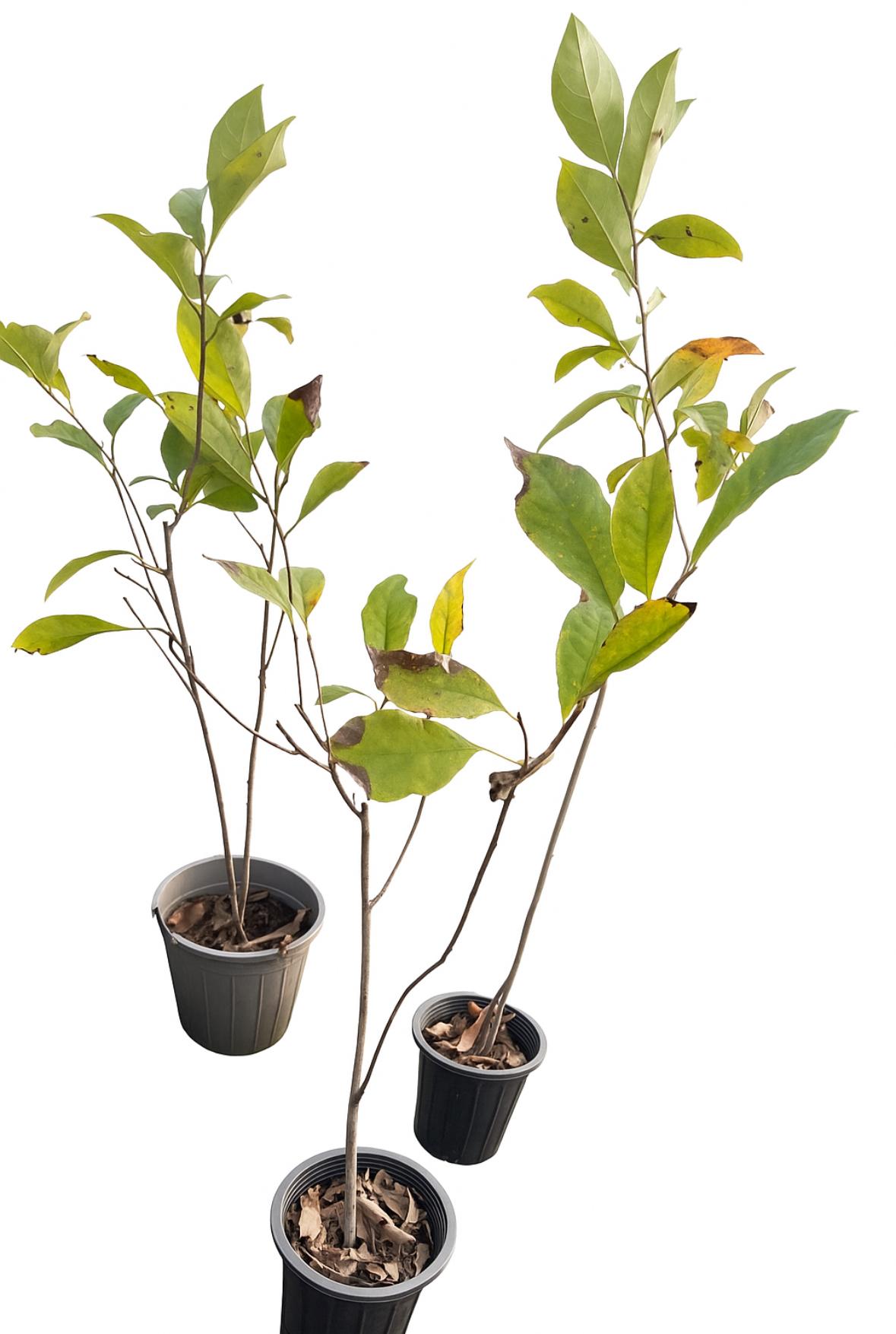 گلدان مگلونیا بنفش زمستانه سایز ۱۴