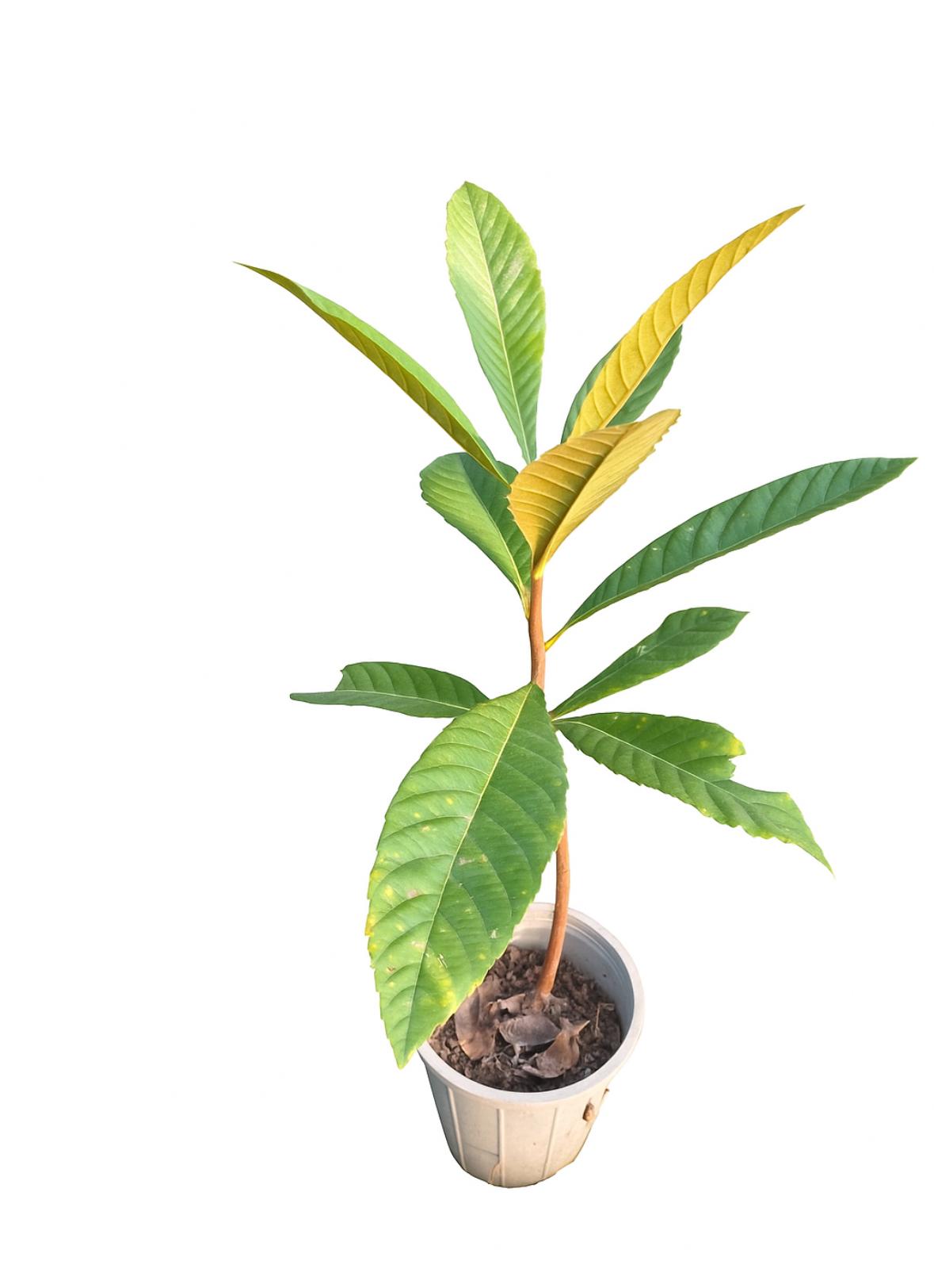 گلدان نهال ازگیل ژاپنی  سایز ۱۴