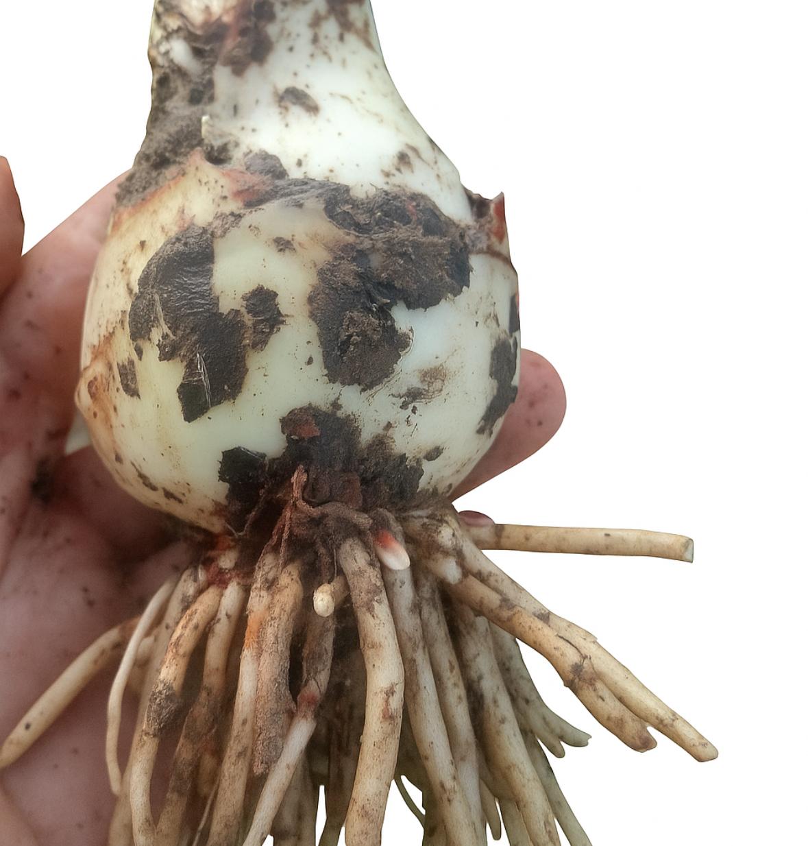 پیاز گل آمارلیس بالغ