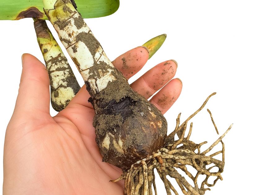 پیاز آمارلیس متوسط