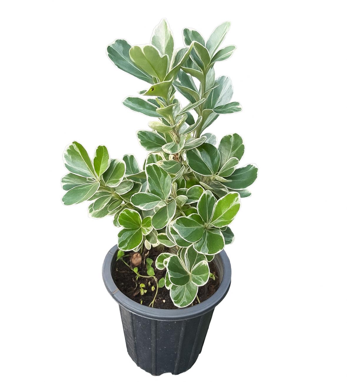 گلدان شمشاد سفید و ابلق سایز ۱4