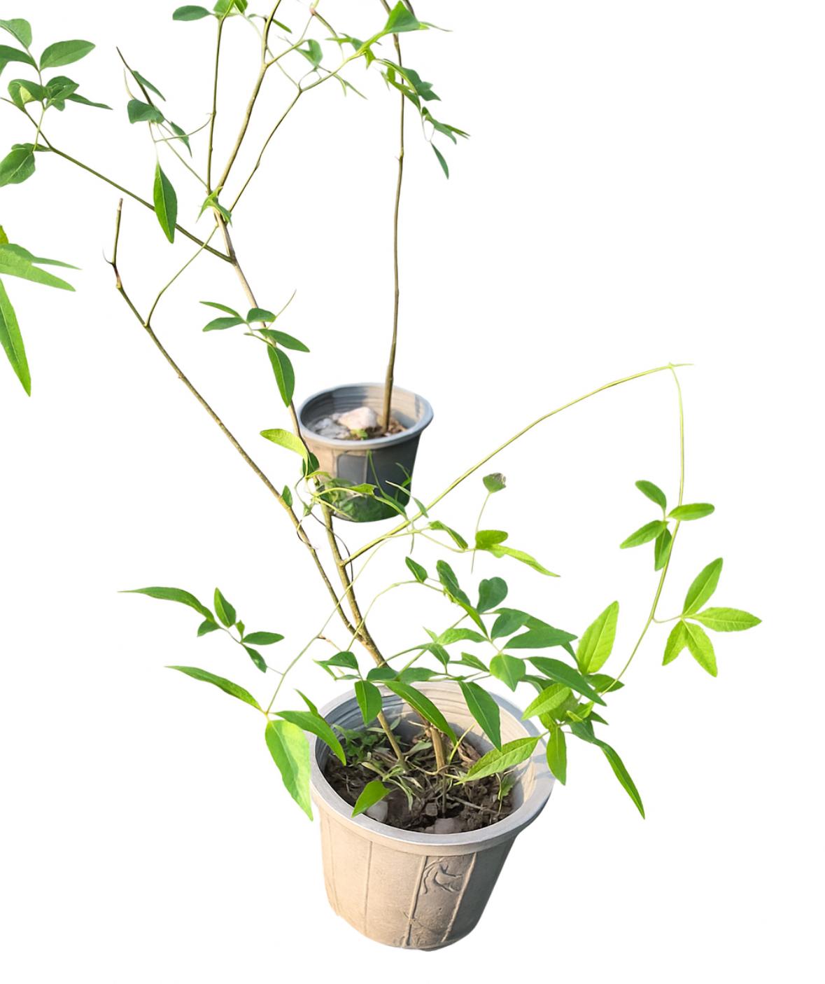 گلدان رز آبشاری سایز ۱4