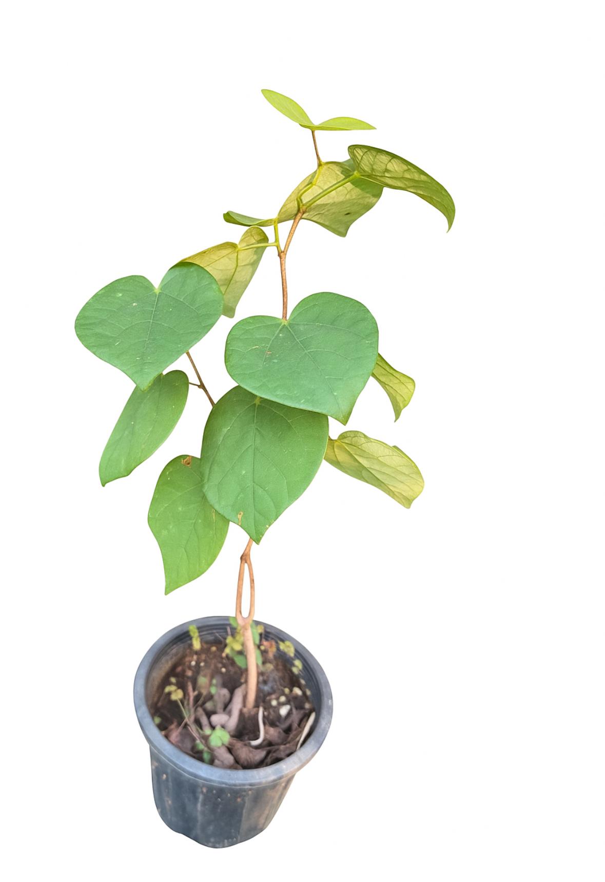 گلدان ارغوان سایز ۱4