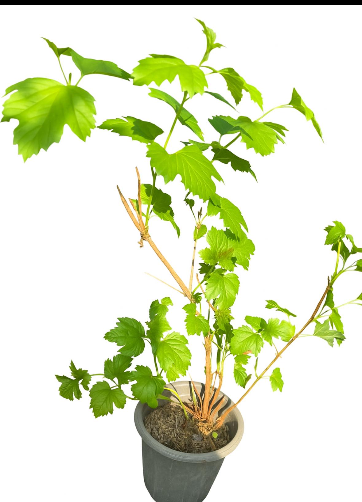 گلدان بداغ سایز ۱4 ارتفاع ۵۰-۶۵ سانت