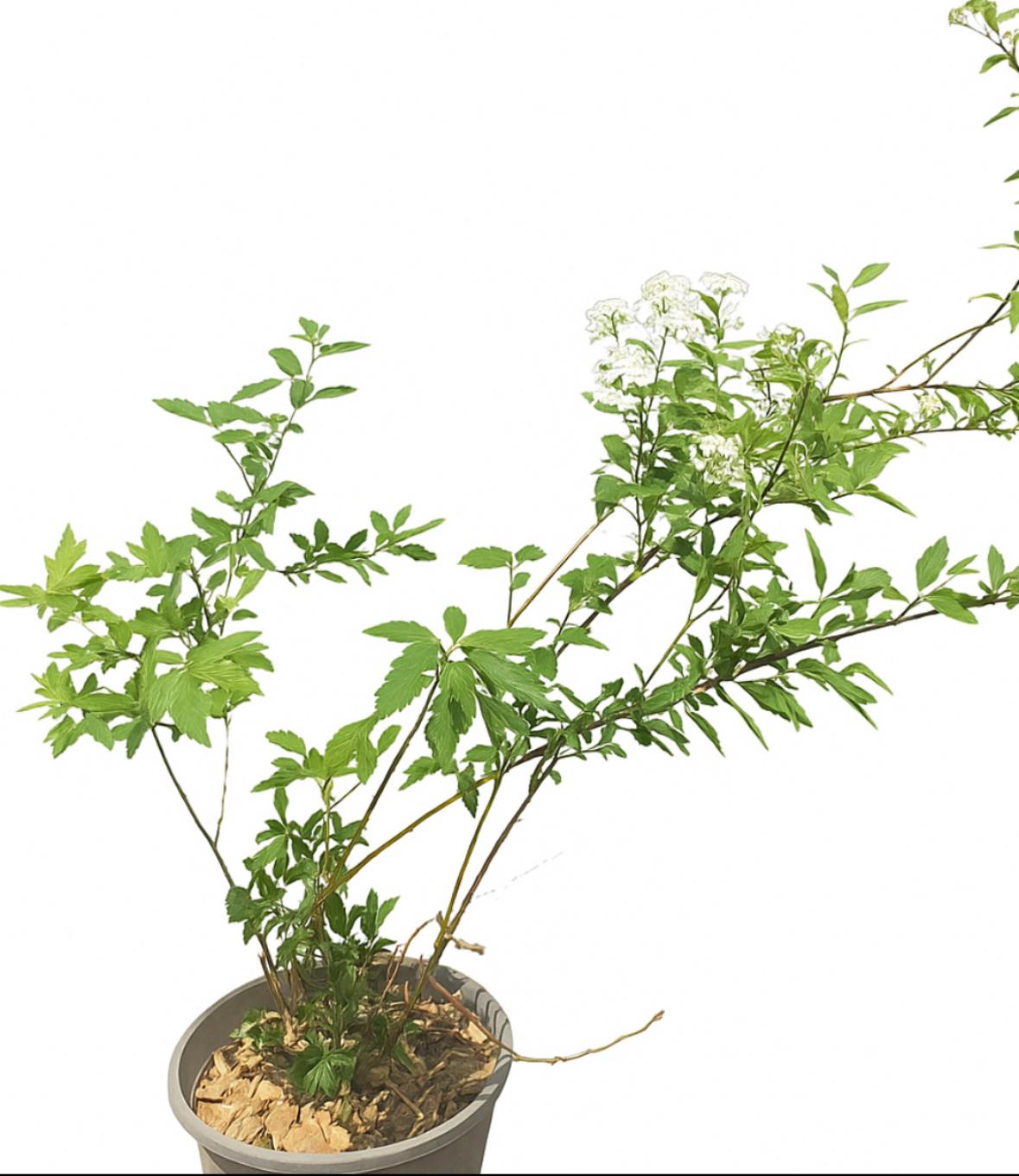 گلدان اسپیره سفید سایز ۱4