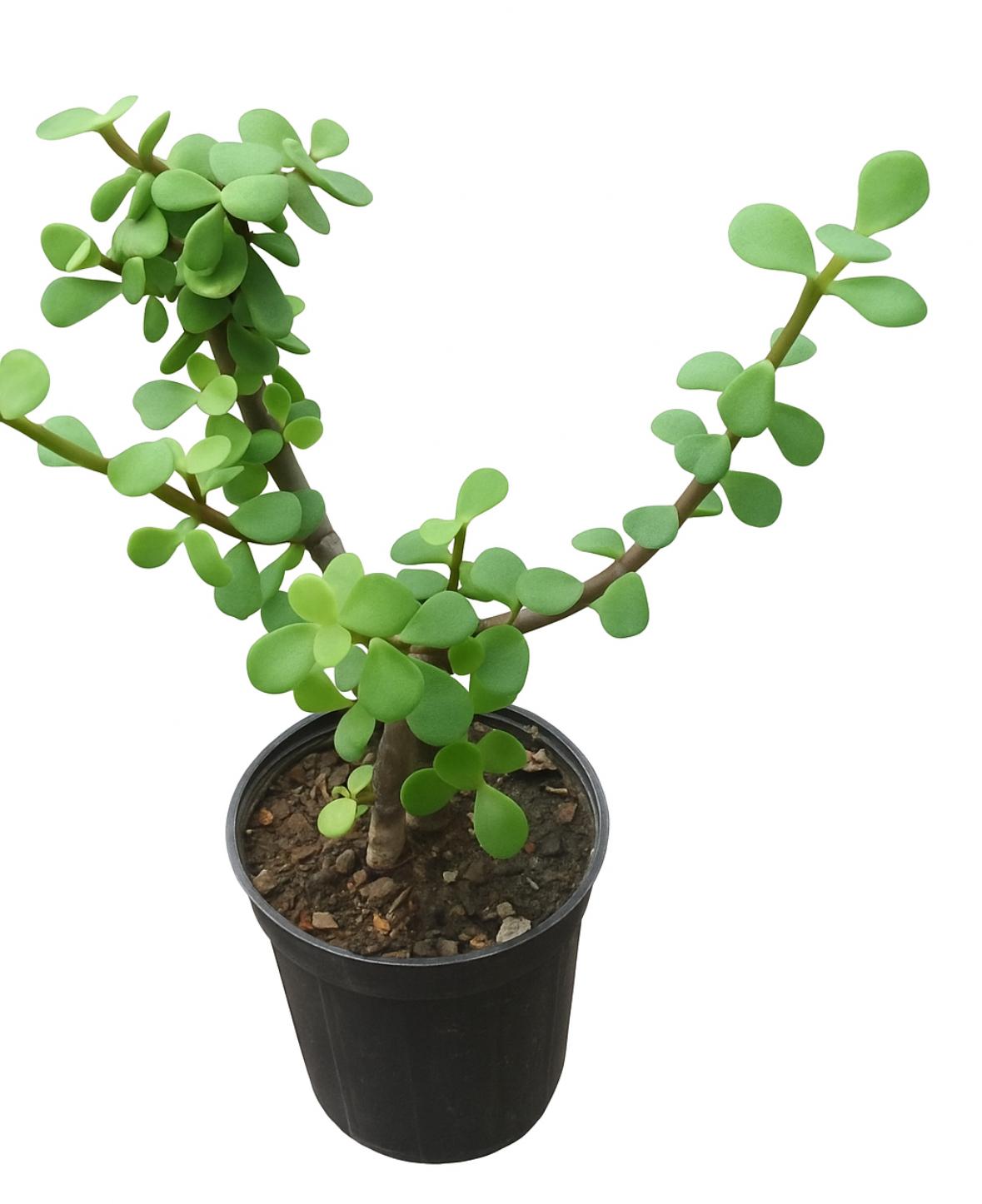 گلدان کراسولا خرفه ای سایز ۱۴